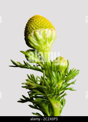 Fogliame piume e teste coniche gialle di fiori dell'erbaccia di ananas, Matricaria discoidea, un fiore selvatico e erbacce da giardino del Regno Unito, su uno sfondo grigio Foto Stock