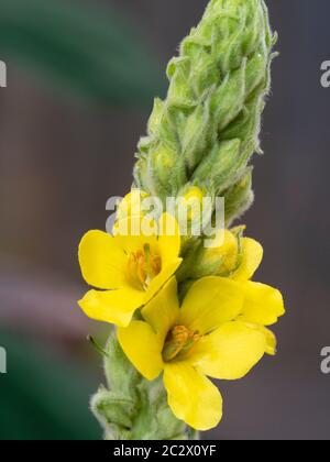 Fiori gialli estivi nel picco di mulleina comune, Verbascum thapsus, un fiore selvatico inglese utilizzato nella medicina delle erbe Foto Stock