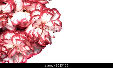Vista dall'alto in primo piano rosso-bianco. Fiori su sfondo bianco. Schede modello per le festività.Copia spazio per il testo. Foto Stock