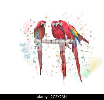 Digital pittura ad acquerello Macaw pappagalli su sfondo bianco Foto Stock