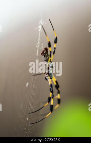 Una nephila clavata, un tipo di ragno di tessitore di orb Foto Stock