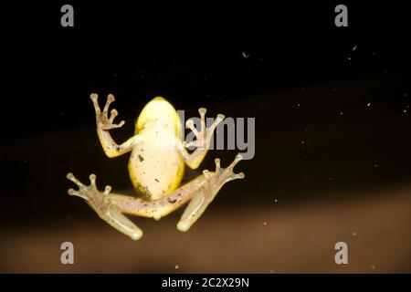 Vista di una rana cubana su un vetro Foto Stock