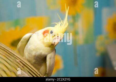 Un pappagallo giallo corella con guance rosse e piume lunghe Foto Stock