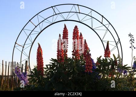 Una ruota grande - London Eye - decorazione giardino con lupini rosa che crescono nel mezzo. Nel giardino Foto Stock