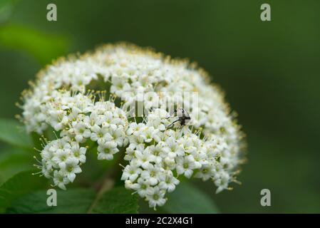 Arbusto fiorito (Sambucus nigra) nella foresta alluvionale. Conosciuto anche come anziano, sambuco, anziano nero, anziano europeo. Particolare di fiore. Foto Stock