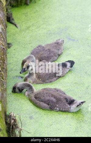 Gossings (Canada Goose - branta canadensis) che si avvicina al bordo di un canale mostrando curiosità al fotografo e mangiare le alghe verdi Foto Stock