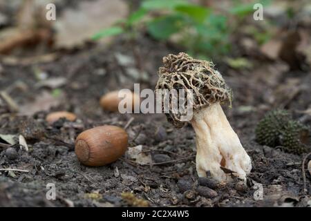 Funghi commestibili Morchella esculenta nella foresta alluvionale. Noto come Morel comune o Morel giallo. Foto Stock