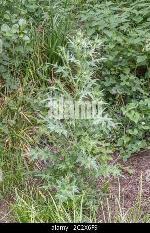 Prefioritura Spear Thistle / Cirsium vulgare che pende da solo in campo hedgerow. Comune UK erbacce agricole, anche commestibili se adeguatamente preparati. Foto Stock