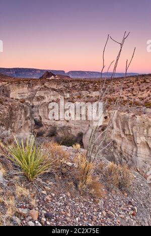 Tuff Canyon con arroyo (letto di ruscello asciutto) e Santa Elena Canyon in lontananza a daybreak, deserto di Chihuahuan nel Big Bend National Park, Texas, Stati Uniti Foto Stock