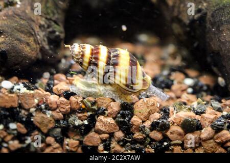 Questa è una lumaca di Robber (Clea Helena) Foto Stock