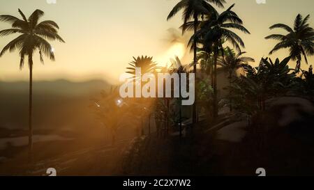 Vista delle Palme nella nebbia Foto Stock