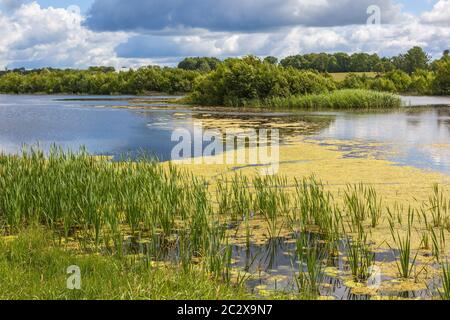 Lago con alghe in acqua Foto Stock