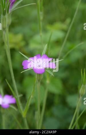 campion di mais Foto Stock