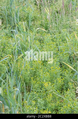 Grande infestazione di ananas Weed, ananas / Matricaria discoidea che odori / ha aroma e sapore di ananas visto in campo di grano arabile. Foto Stock