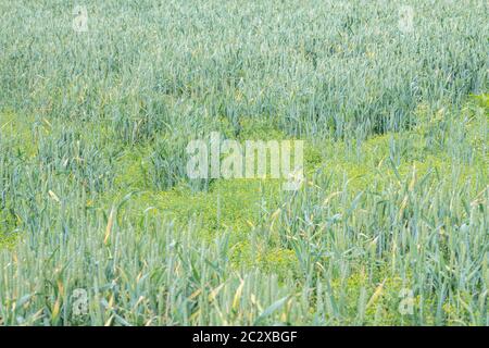 Grande infestazione di ananas Weed, ananas / Matricaria discoidea che odori / ha aroma e sapore di ananas visto in campo di grano arabile. Foto Stock