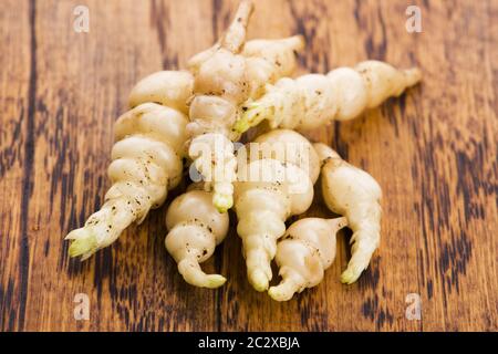 Giapponese Stachys crosne affinis tuberi rizoma root closeup vegetale Foto Stock