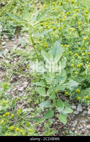 Foglie di erbacce agricole Fat-Hen / Chenopodium album visto con Pineappeweed, Pineapple Weed / Matricaria discoidea in campo arabile. Grasso Hen commestibile Foto Stock