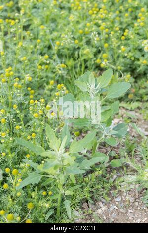 Foglie di erbacce agricole Fat-Hen / Chenopodium album visto con Pineappeweed, Pineapple Weed / Matricaria discoidea in campo arabile. Grasso Hen commestibile Foto Stock