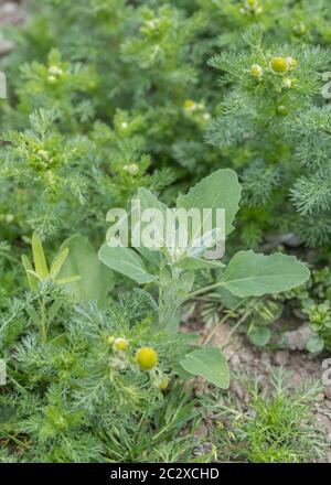 Foglie di erbacce agricole Fat-Hen / Chenopodium album visto con Pineappeweed, Pineapple Weed / Matricaria discoidea in campo arabile. Grasso Hen commestibile Foto Stock