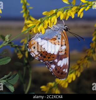 Ammiraglio bianco, Limenitis camilla, lato inferiore Foto Stock