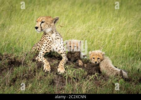 Ghepardo femmina si trova sulla collinetta accanto a cubs Foto Stock