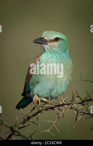 Rullo europea sul ramo di thorn testa di tornitura Foto Stock