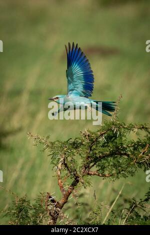 Rullo europei decolla da Thorn Tree Foto Stock