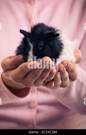 Un primo piano di una ragazza che tiene un animale domestico porcellino d'India nelle sue mani. Concetto di amore per gli animali domestici. Il tuo animale preferito ama. Foto Stock