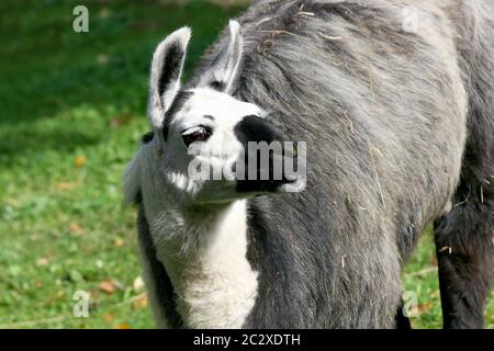 Un ritratto di una fiduciosa di Lama Foto Stock