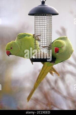 Parakeets colato libero-vivente Psittacula krameri ad una stazione di alimentazione a Heidelberg Foto Stock