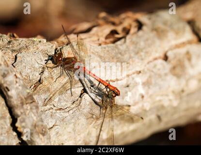 Il ritratto, uno studio di libellule in natura Foto Stock