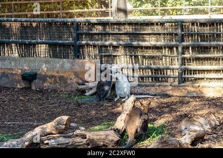 Wallaby rosso collo (Macropus rufogriseus) nello zoo di Barcellona. Foto Stock