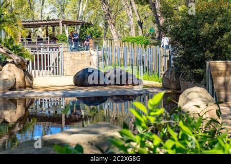 Ippopotamo comune (ippopotamo anfibio) nello Zoo di Barcellona. Foto Stock