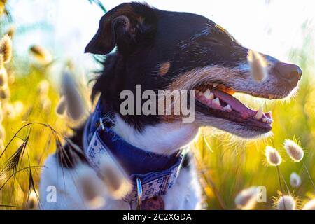 cane che posa sciolto con orecchie di grano e bella illuminazione Foto Stock