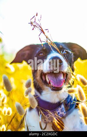 cane che posa sciolto con orecchie di grano e bella illuminazione Foto Stock