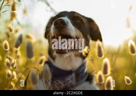 cane che posa sciolto con orecchie di grano e bella illuminazione Foto Stock