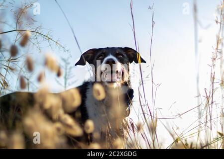 cane che posa sciolto con orecchie di grano e bella illuminazione Foto Stock