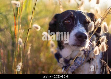 cane che posa sciolto con orecchie di grano e bella illuminazione Foto Stock