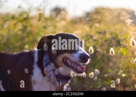 cane che posa sciolto con orecchie di grano e bella illuminazione Foto Stock