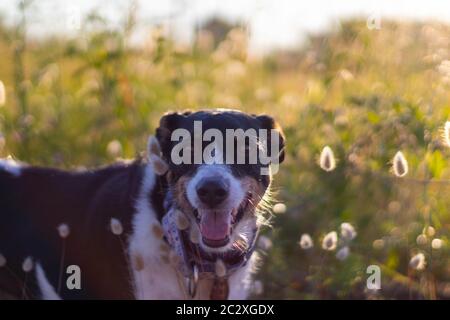 cane che posa sciolto con orecchie di grano e bella illuminazione Foto Stock