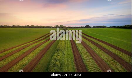 Una vista a occhio drone delle strisce arate in un campo al tramonto Foto Stock