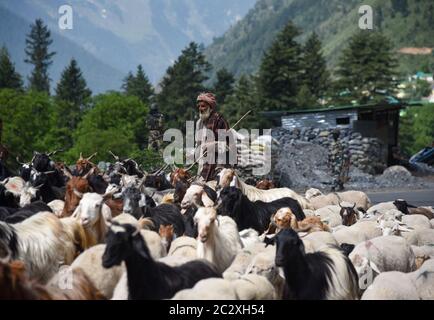 Ganderbal, India. 18 Giugno 2020. Un uomo Baqarwal muove il suo gregge di pecore mentre le forze di sicurezza di frontiera indiane si trovano in guardia sulla strada nazionale che conduce verso Ladakh. L'India e la Cina hanno tenuto nuovamente colloqui il 18 giugno per raffreddare la situazione nella zona dove violenti scontri tra soldati indiani e cinesi hanno avuto luogo lunedì sera. 20 soldati indiani, tra cui un colonnello, sono stati uccisi in violenti scontri con soldati cinesi nella zona di confine contesa della Galwan Valley. Credit: SOPA Images Limited/Alamy Live News Foto Stock