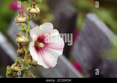 Fioritura Stockrose Alcea rosea nel giardino della fattoria Foto Stock