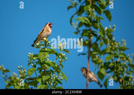 Un paio di Goldfinches arroccati nei rami di un albero, luminoso giorno blu sfondo senza nuvole Foto Stock