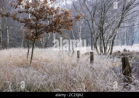 Riserva naturale Zwillbroker Venn in inverno Foto Stock