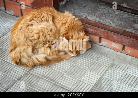 Un gatto vagato che dorme su un portico. Concetto di animali domestici senza casa. Foto Stock