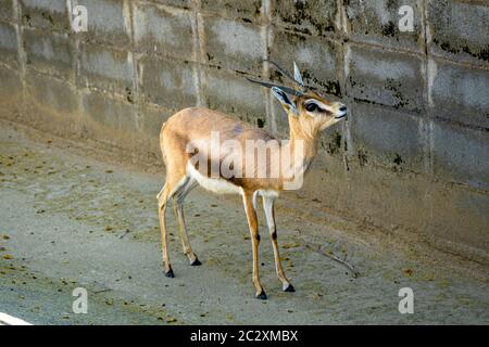 Saharian dorcas gazelle (Gazella dorcas osiris) nello zoo di Barcellona. Foto Stock