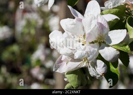 Primavera blosson su un albero di mele Granny smith Foto Stock
