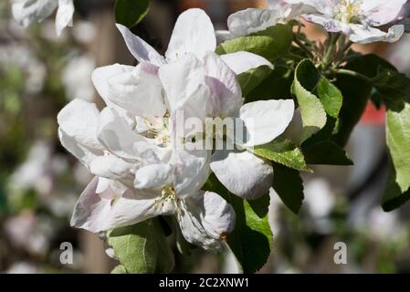 Primavera blosson su un albero di mele Granny smith Foto Stock