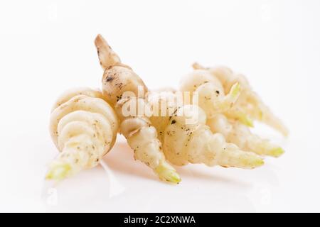 Giapponese Stachys crosne affinis tuberi rizoma root closeup vegetale Foto Stock